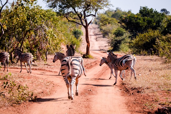 Kapama Game Reserve South Africa