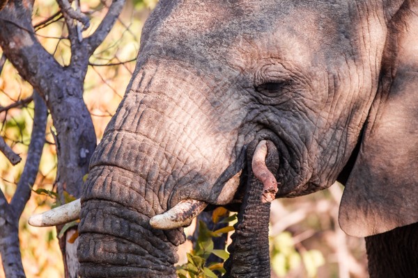 Kapama Game Reserve South Africa