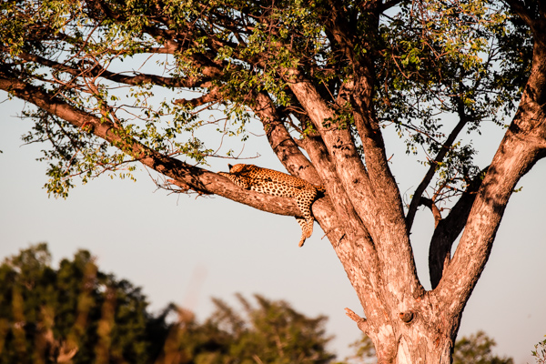 The Okavanga Delta, Bostwana