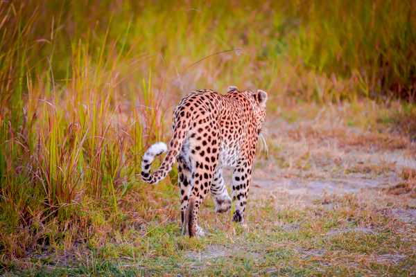 The Okavanga Delta, Bostwana