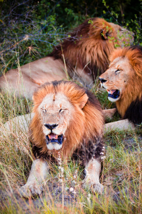 Okavango Delta, Botswana