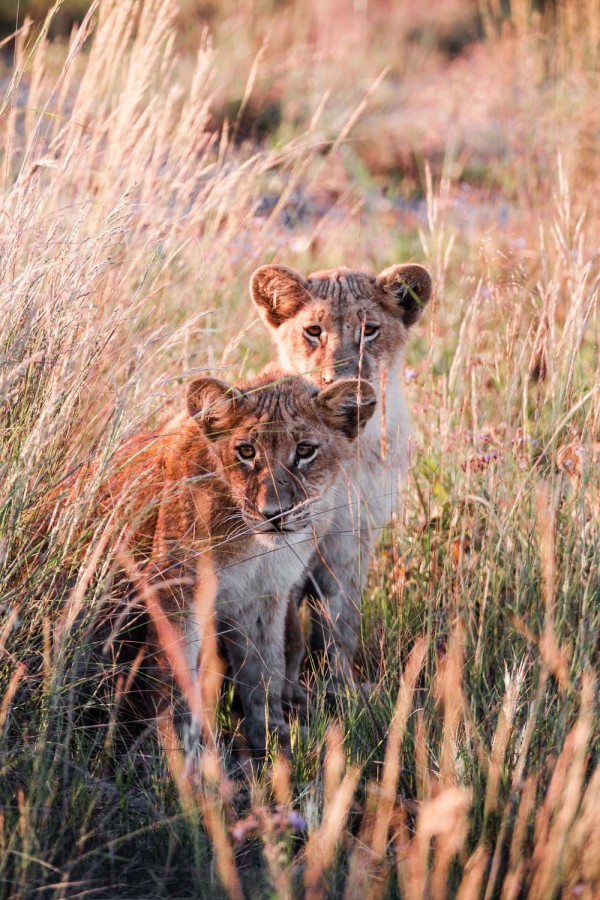 The Okavango Delta, Botswana