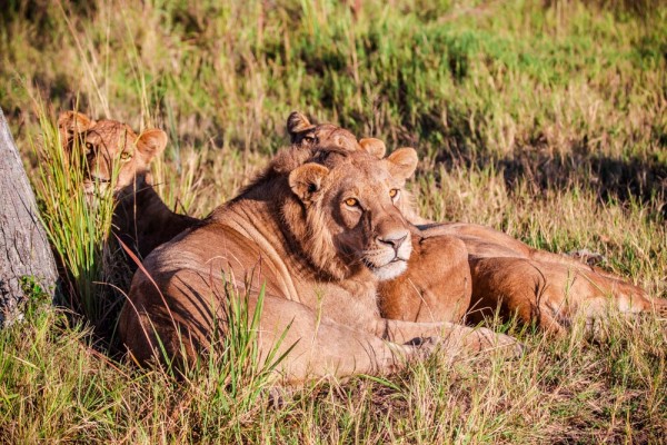 The Okavango Delta, Botswana