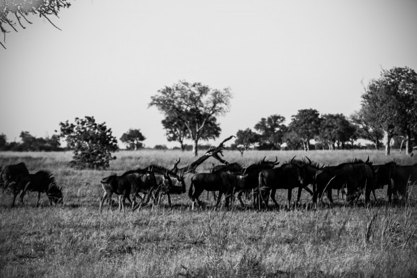 The Okavango Delta, Botswana