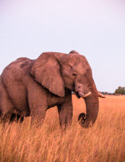 Okavango Delta, Botswana