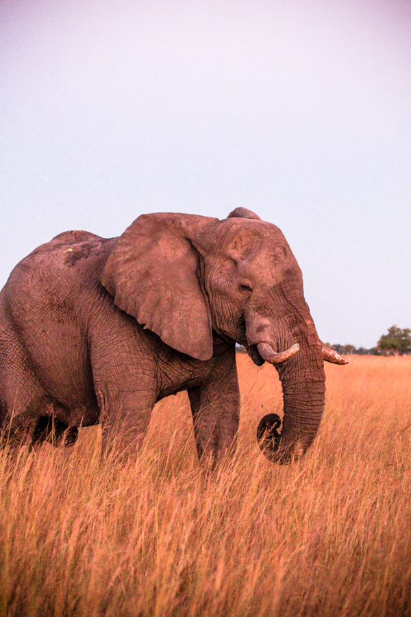 Okavango Delta, Botswana