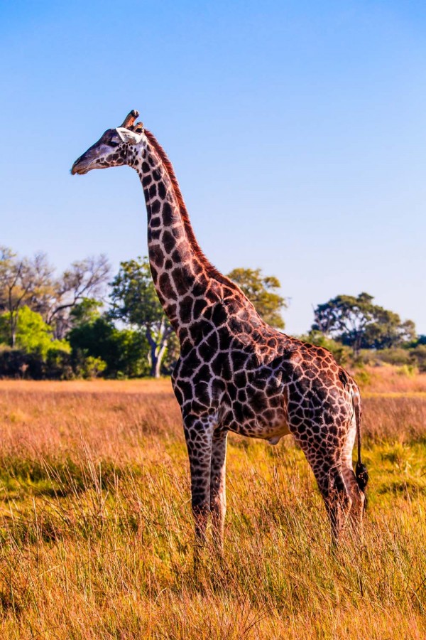 The Okavango Delta, Botswana