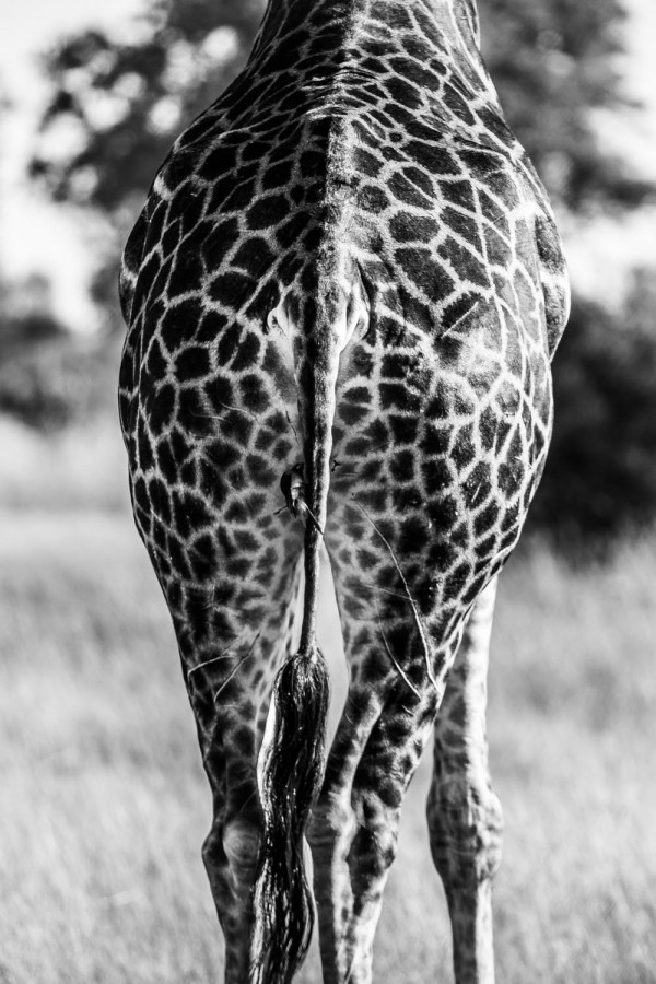 The Okavango Delta, Botswana