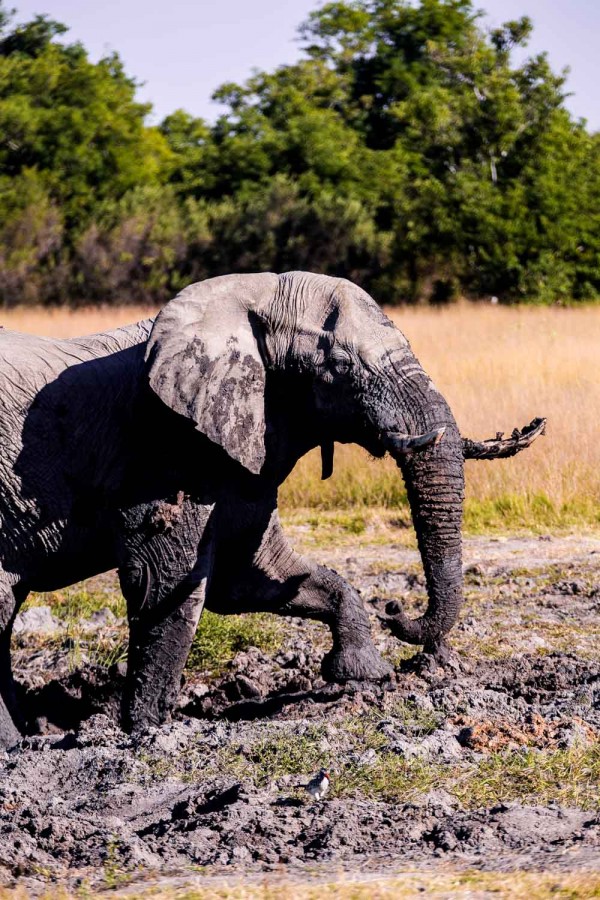 okavango-delta-safari-1-168