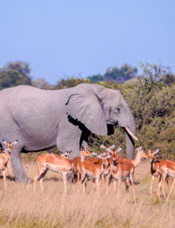 The Okavango Delta, Botswana