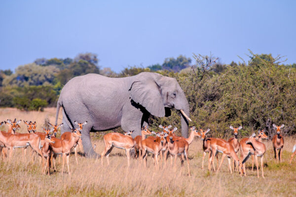 The Okavango Delta, Botswana