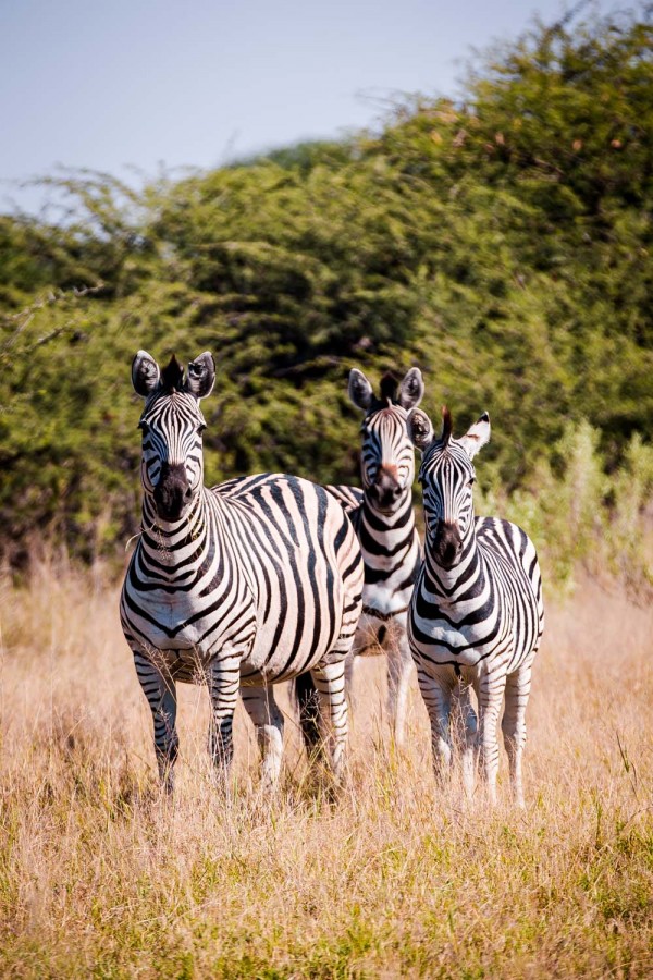 The Okavango Delta, Botswana