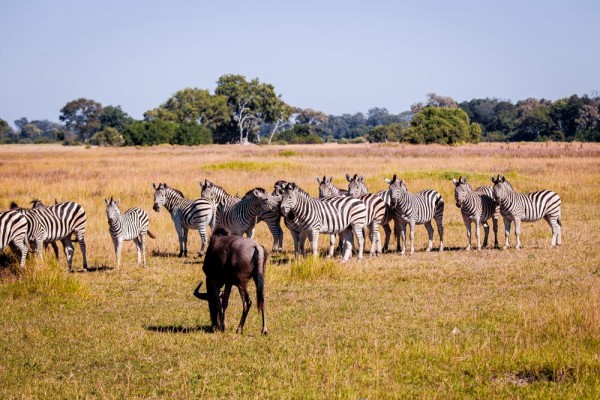 The Okavango Delta, Botswana