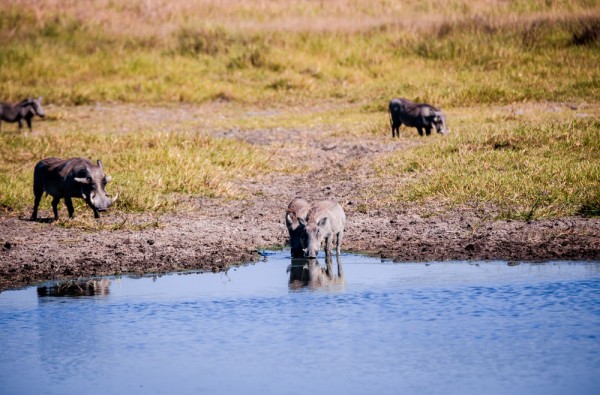 The Okavango Delta, Botswana