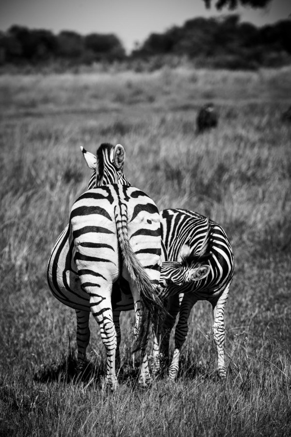 The Okavango Delta, Botswana