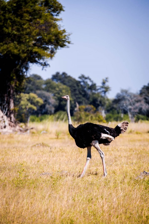 The Okavango Delta, Botswana