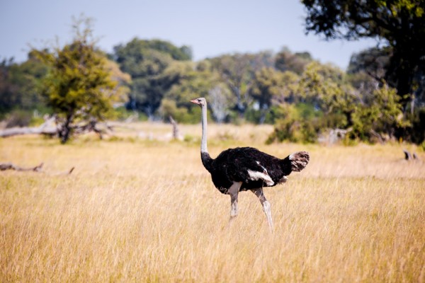 The Okavango Delta, Botswana