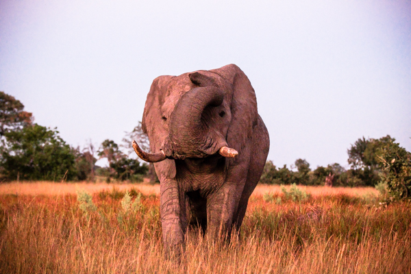 Okavango Delta, Botswana