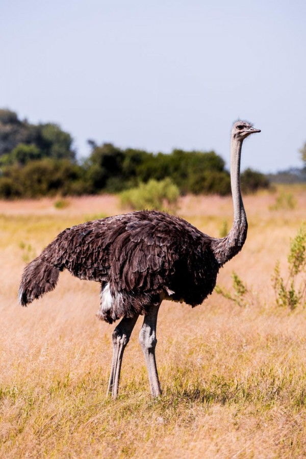 The Okavango Delta, Botswana