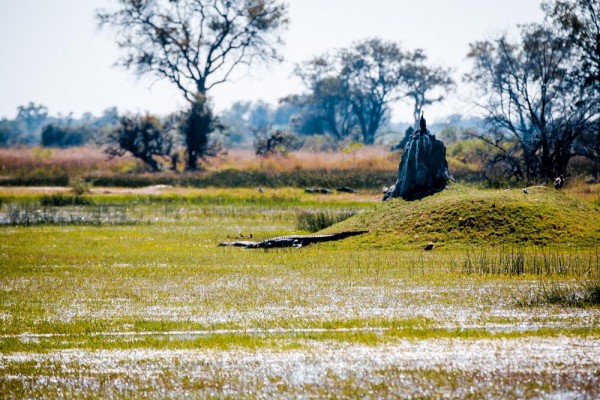 The Okavango Delta, Botswana