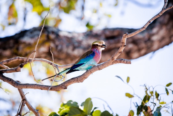 Lilac-Breasted Roller Bird