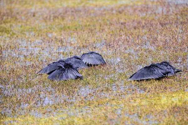 The Okavango Delta, Botswana