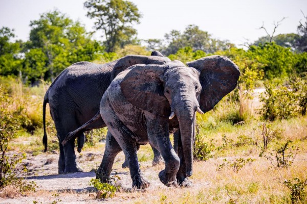 The Okavango Delta, Botswana