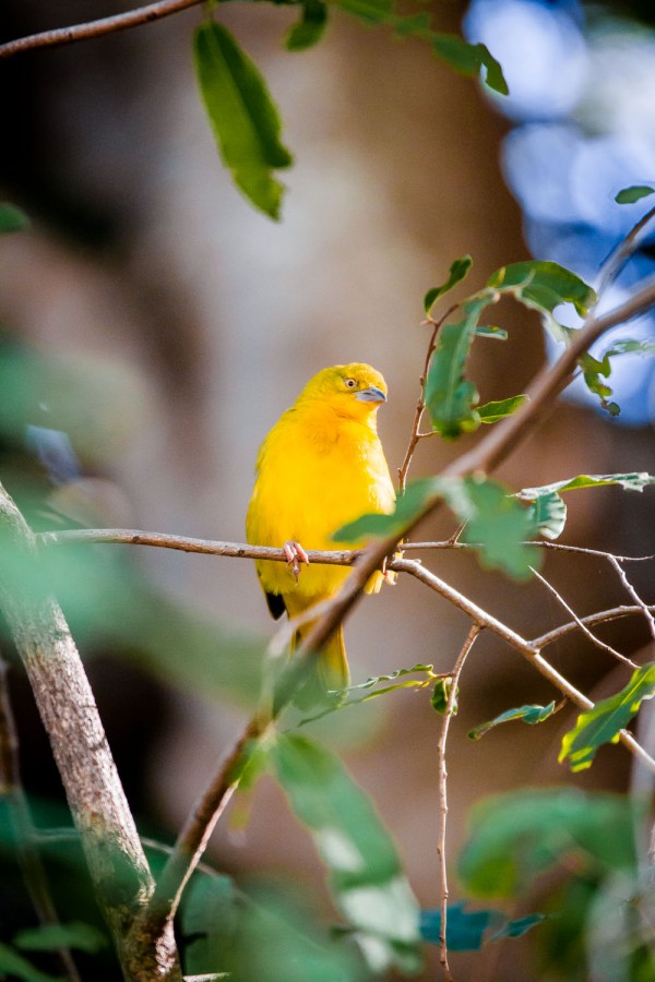 Yellow Weaver Bird