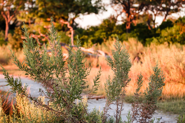 Okavango Delta, Botswana