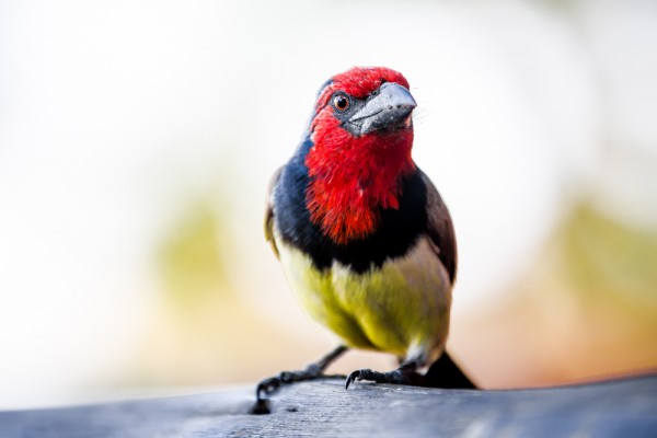 Black-Collared Barbet Bird