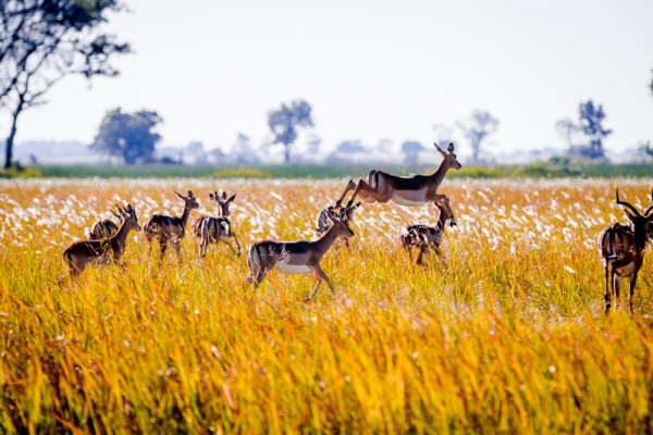 Impala - The Okavango Delta, Botswana