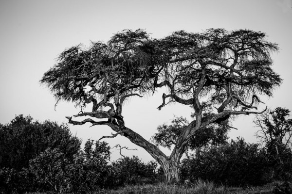 Chobe National Park, Botswana