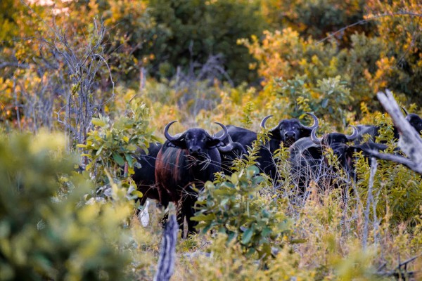 Cape Buffalo 