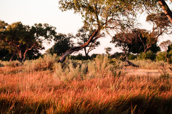 Okavango Delta, Botswana