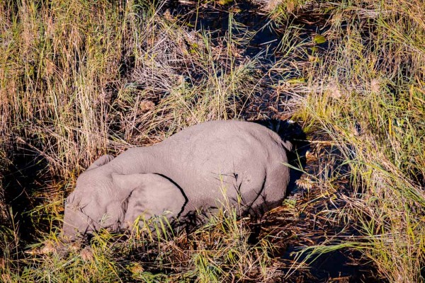 Chobe National Park, Botswana