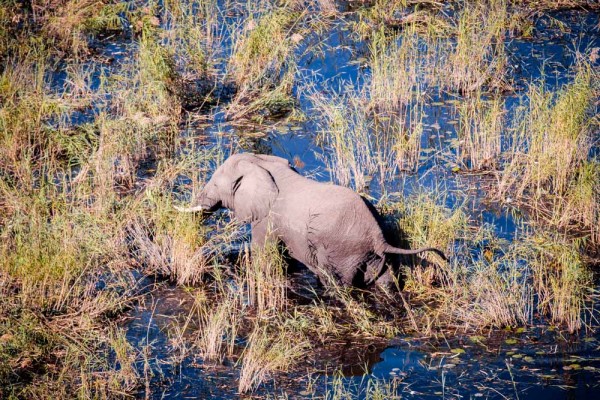 Chobe National Park, Botswana