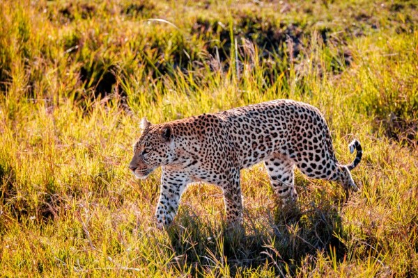 Chobe National Park, Botswana