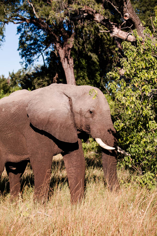 Okavango Delta, Botswana