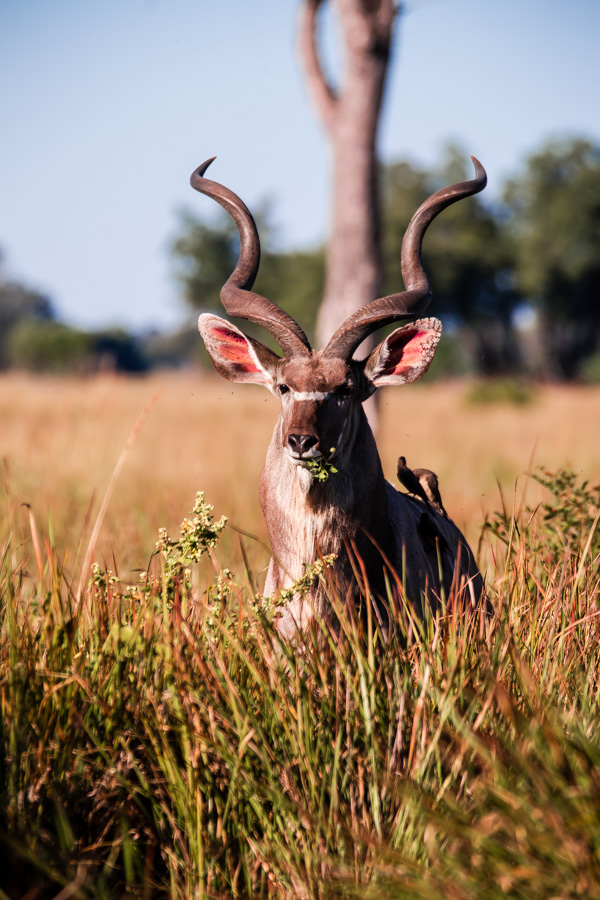 Okavango Delta, Botswana