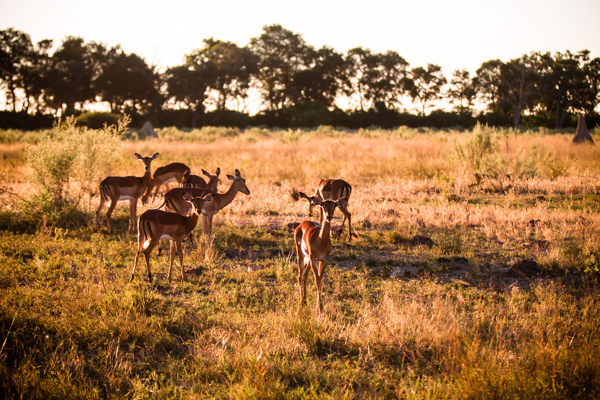 Okavango Delta, Botswana