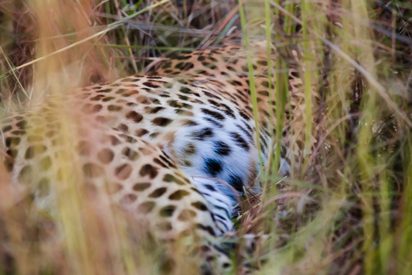 Okavango Delta, Botswana