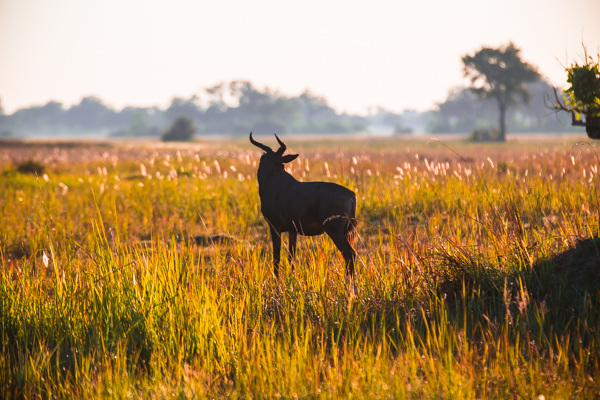 The Okavanga Delta, Bostwana