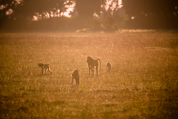 The Okavanga Delta, Bostwana