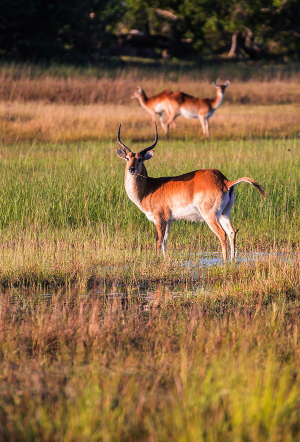 The Okavanga Delta, Bostwana