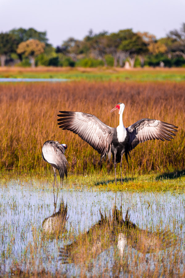 The Okavanga Delta, Bostwana