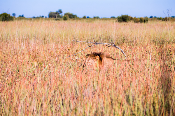 The Okavanga Delta, Bostwana