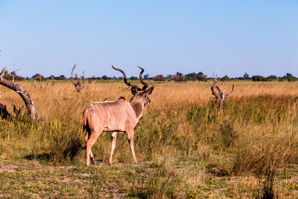 Okavango Delta, Botswana