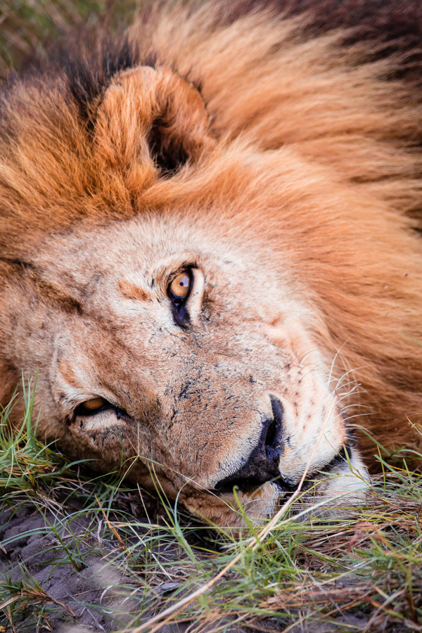 The Okavango Delta, Bostwana - Safari