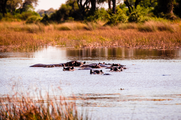 The Okavanga Delta, Bostwana