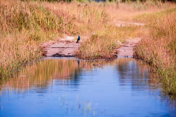 The Okavanga Delta, Bostwana